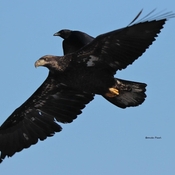 Eagle verses crow. Crows won