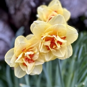 Thriving daffodils