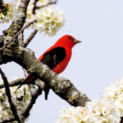 Scarlet Tanager in my Cherry Tree