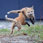 Fox kits at play