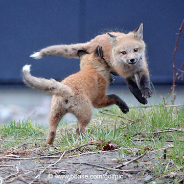 Fox kits at play