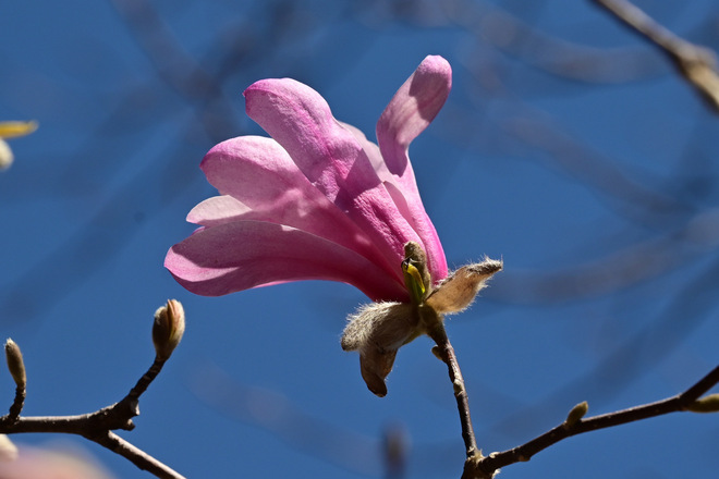 magnolia Sainte-Thérèse, QC