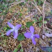 Violets are out.