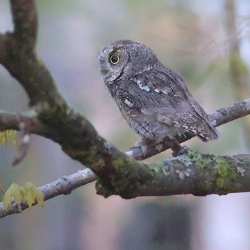 Eastern screech owl in low light