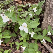 Trilliums on the Trail