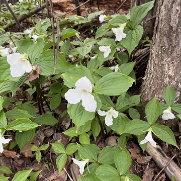 Trilliums on the Trail