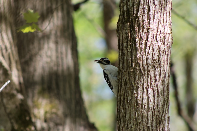 Downy Woodpecker Ottawa, ON