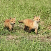 Adorable Fox Pups