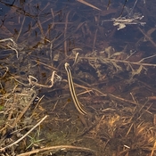 Snake under water.