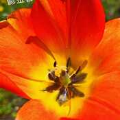 May 6 2024 17C Welcome May! Vivid Colorful Tulips. Iris Chong Thornhill Toronto