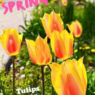 May 6 2024 17C Welcome May! Vivid Colorful Tulips. Iris Chong Thornhill Toronto