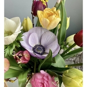 Specialty tulips