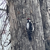 Downie woodpecker