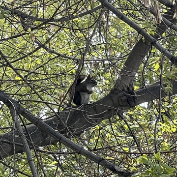 Spring squirrel