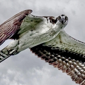 Look at that smiling osprey