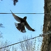 Bird in backyard