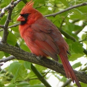 Handsome Cardinal