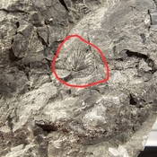 fossiles du quebec