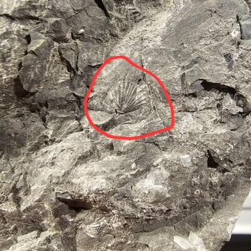 fossiles du quebec