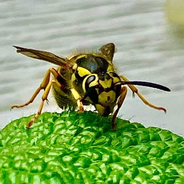 Wasp licking dew drops off the mint leaves