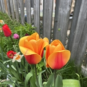 Gorgeous twin tulips
