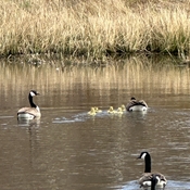 Canada Geese Babies ! Today