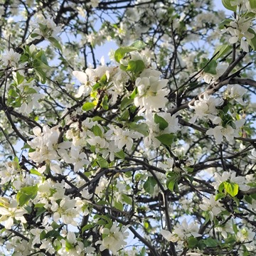 Aplle blossoms in full blokm