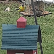 yellow finch and friends