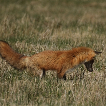 Fox on the Hunt