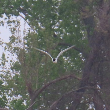 black headed gull in flight