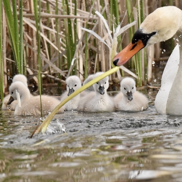 Mom tearing up reeds for the babies