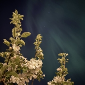 Apple flowers and northern lights