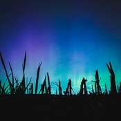 Northern lights in the corn fields