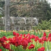 Parade of Tulips