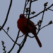 Curious Cardinal
