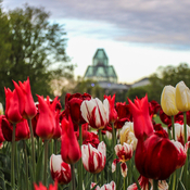 Ottawa tulip festival
