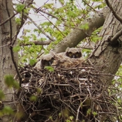 2 x Baby Great Horned Owls