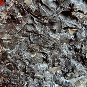 fabuleux fossiles du Silurien