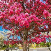 May 12 2024 Crabapple tree Happy Mother's Day 2024 Iris Chong Thornhill Toronto