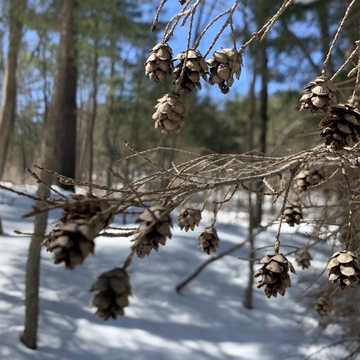 Sunshine on pine cones