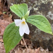Trillium about to bloom