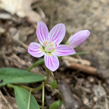 Delicate candy-stripe pink forest flower