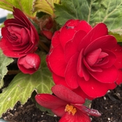 Mothers Day Begonia