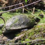 Snapping Turtle in the marsh