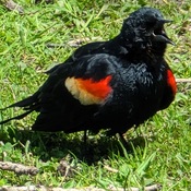Red wing black bird