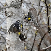 2 yellow rumped warblers