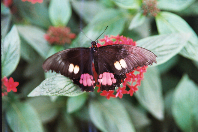 butterfly London, England United Kingdom