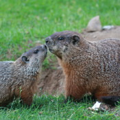 Marmotte et son petit