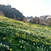 Springtime Daffodils