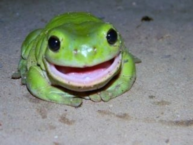 Happy Frog 